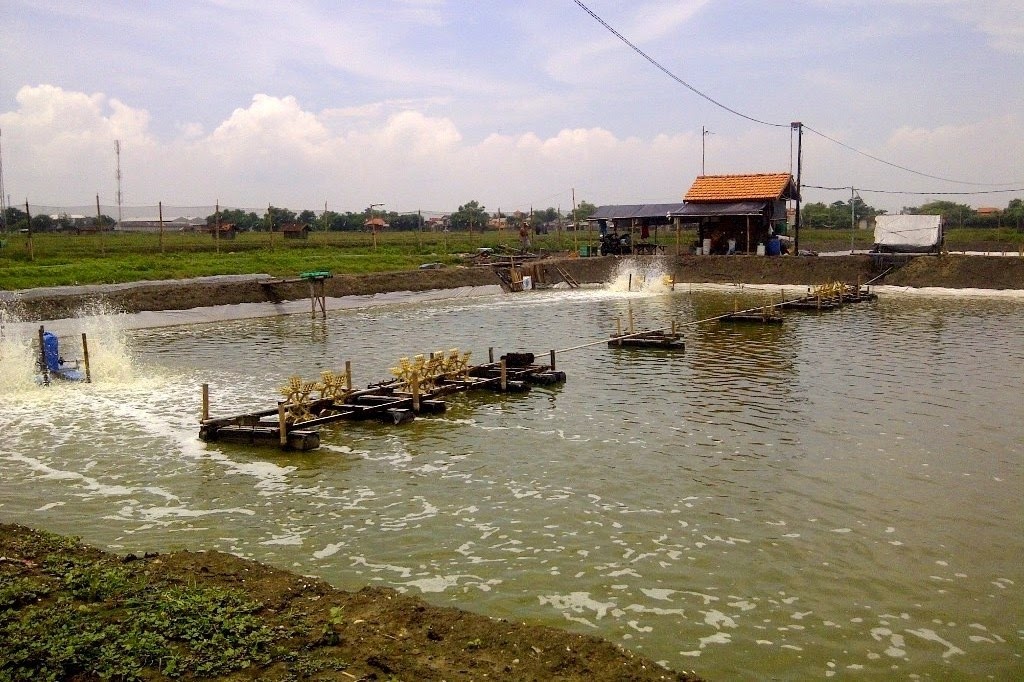 Order Bakteri Pengurai Limbah Anaerob Murah di Sungai Pinyuh