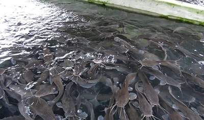 Penggunaan Bakteri Pengurai Limbah Kolam Ikan  di Banjarsari	Purwodadi	Purworejo