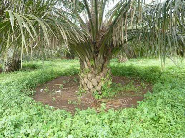 Proses Bakteri Pengurai Limbah Wastafel  di Pulau Morotai